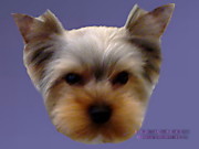 Щенок йорка в 6 мес. После стрижки